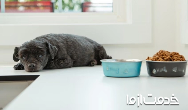 آموزش نخور به سگ با استفاده از بوی زننده